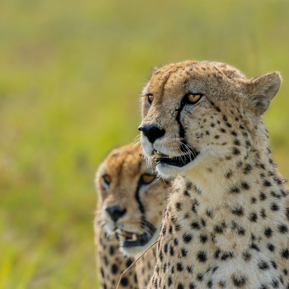 cheetah on green grass during daytime