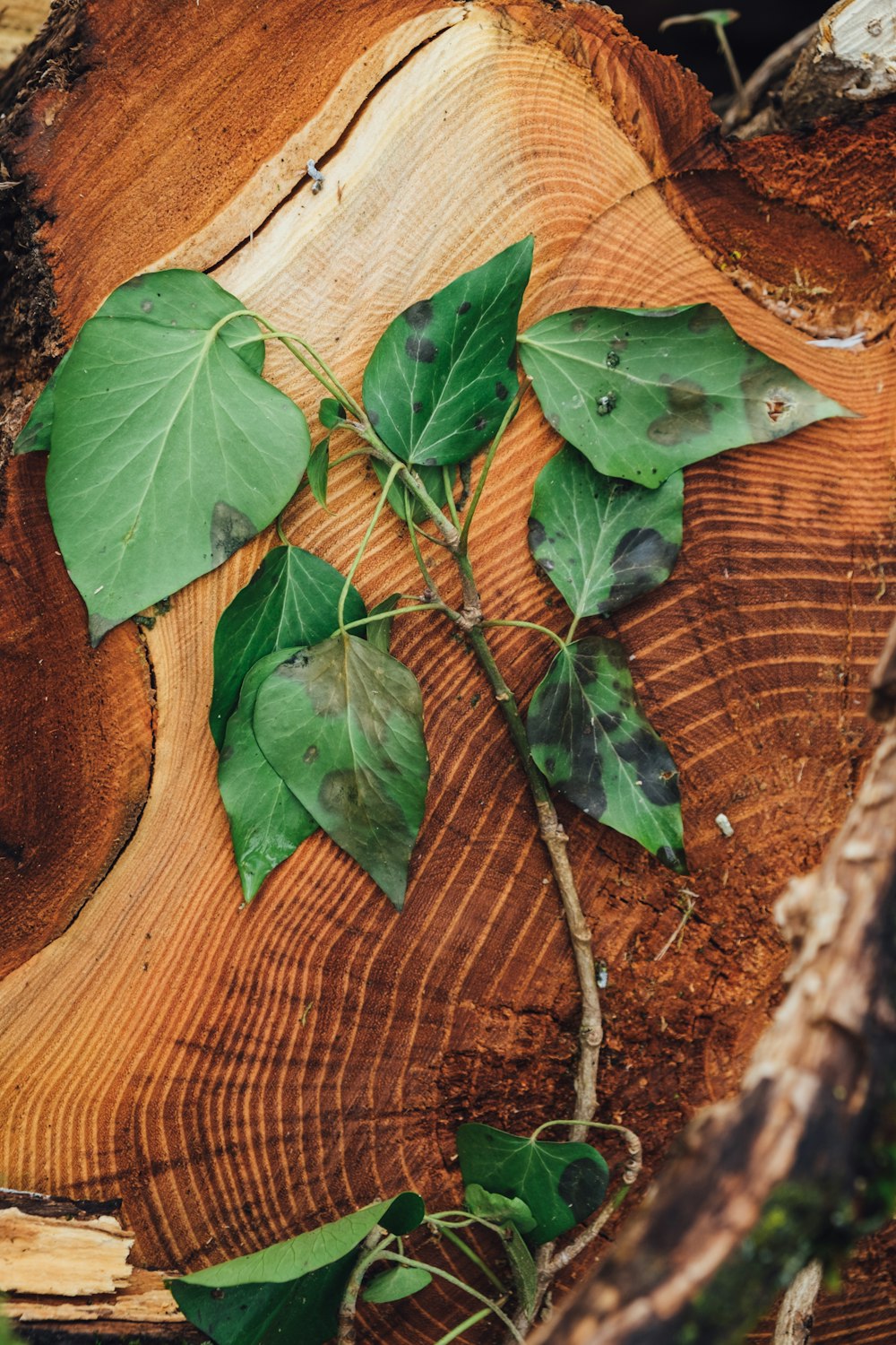 foglia verde su superficie di legno marrone