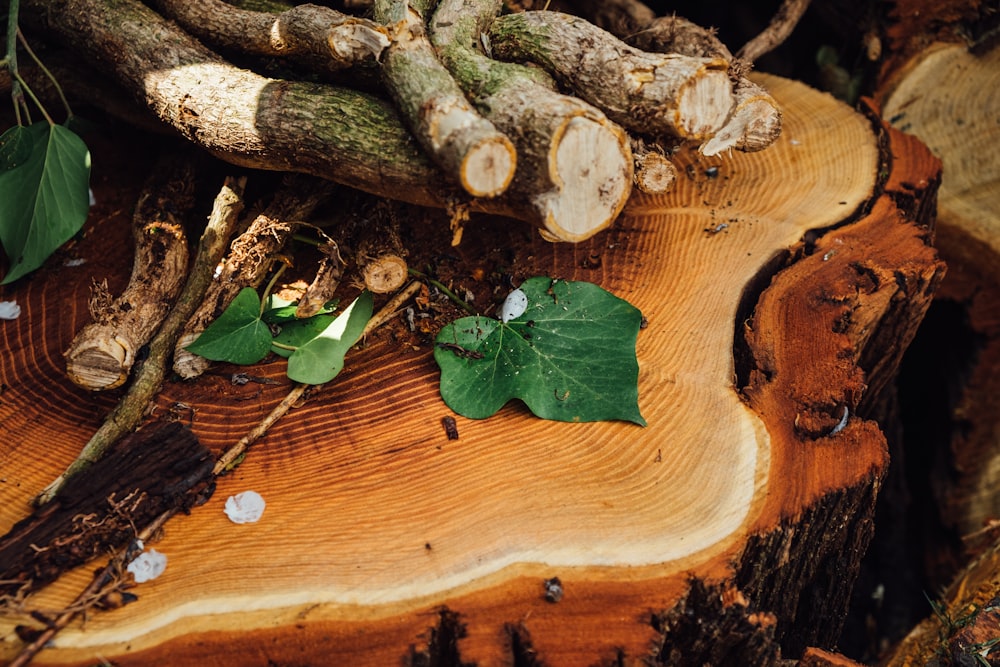 tronco de madeira marrom com folhas verdes