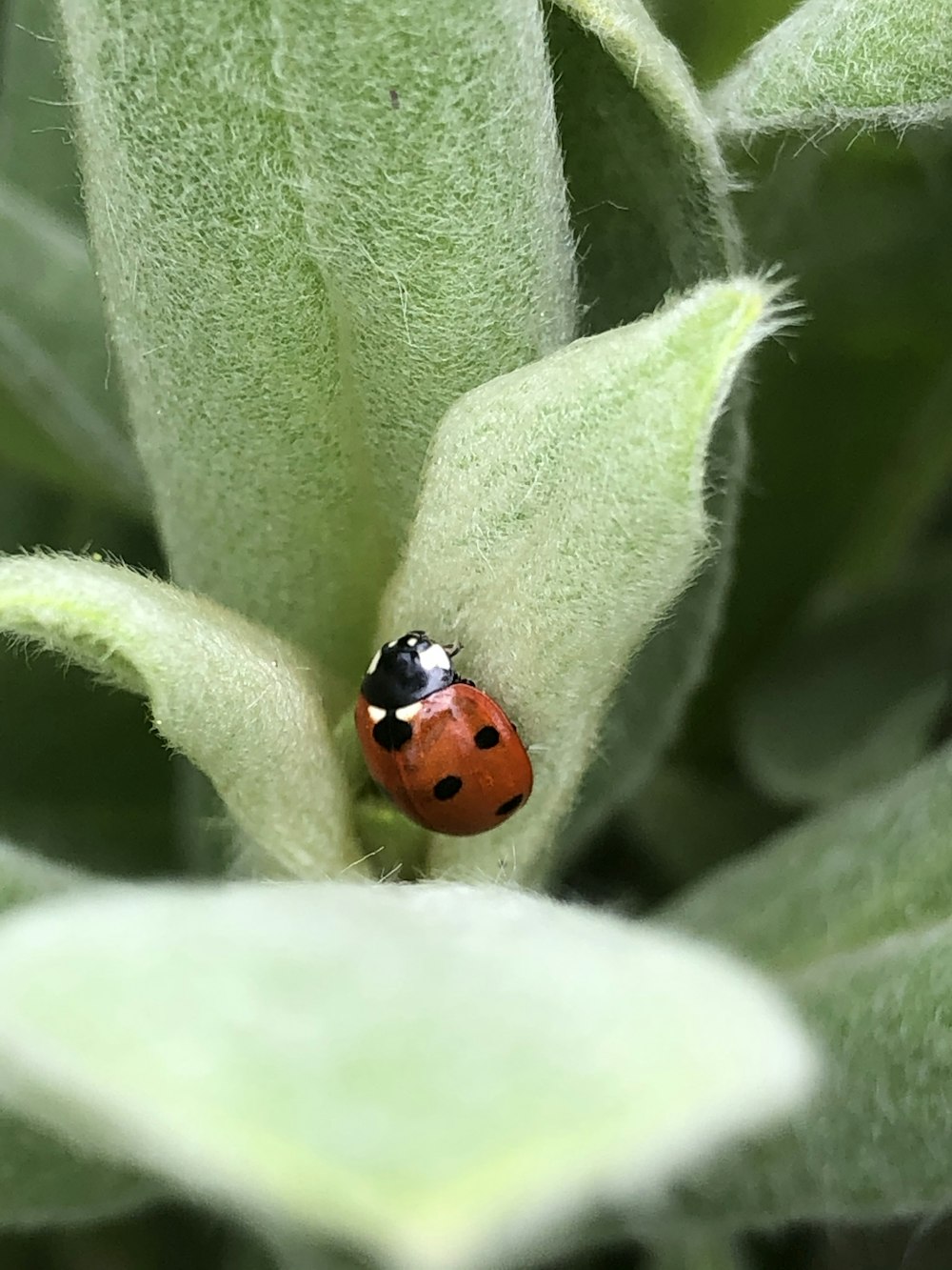 red and black ladybug on green leaf