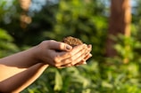A close-up of weathered hands gently holding a handful of rich, dark soil with tiny seedlings.