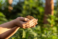 Close-up of hands gently holding soil with a small growing plant.