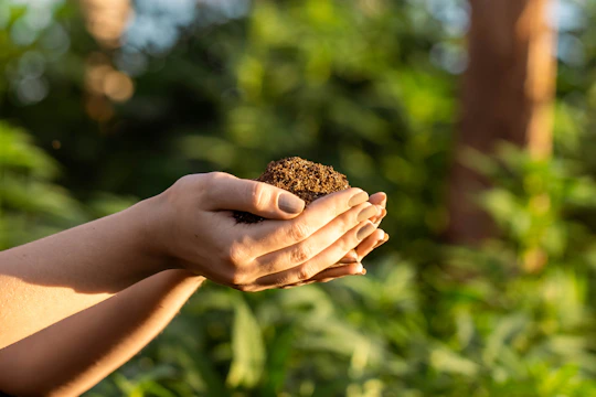 Close-up of hands holding rich soil with green sprouting plants in a bright sunny agricultural field.