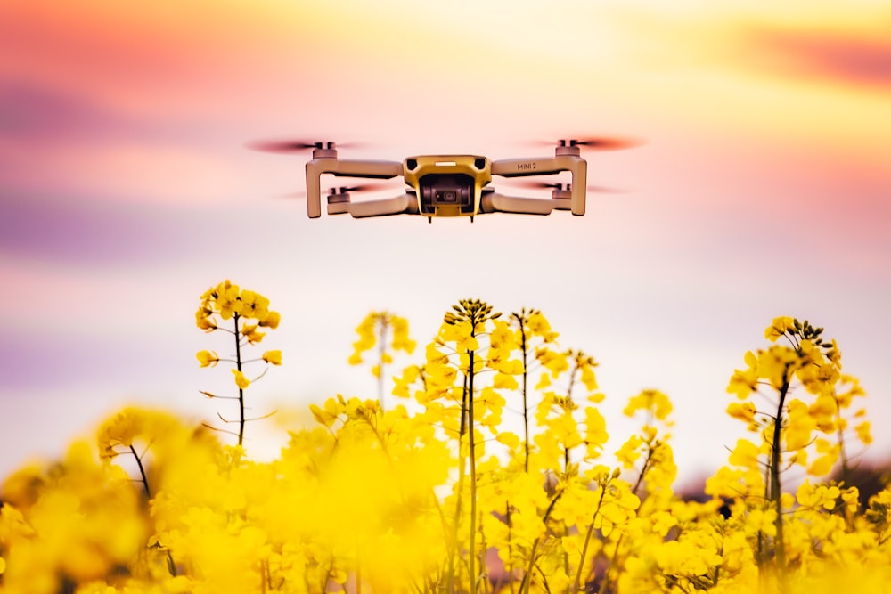 yellow flower field during sunset