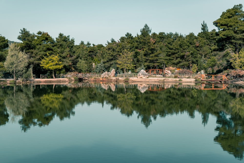 green trees near body of water during daytime