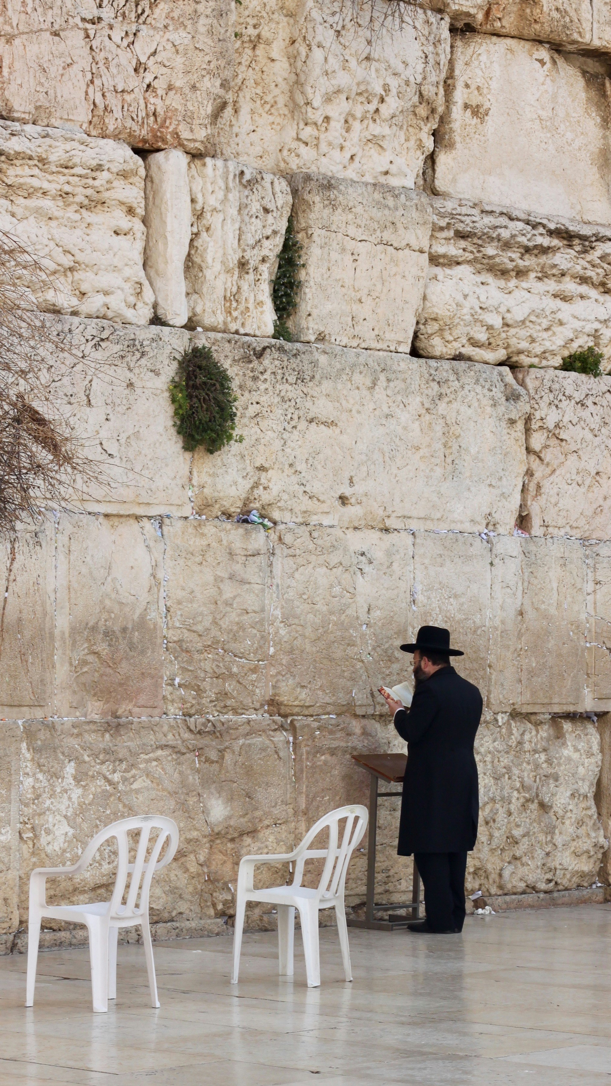 Photo de myrte juif par Sylvain Brison