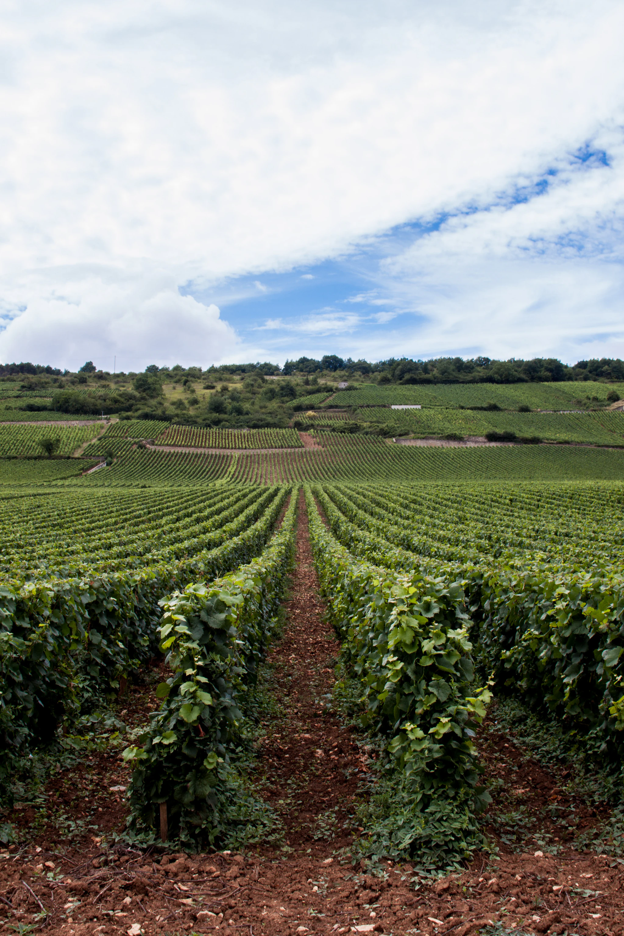 Côte de Nuits