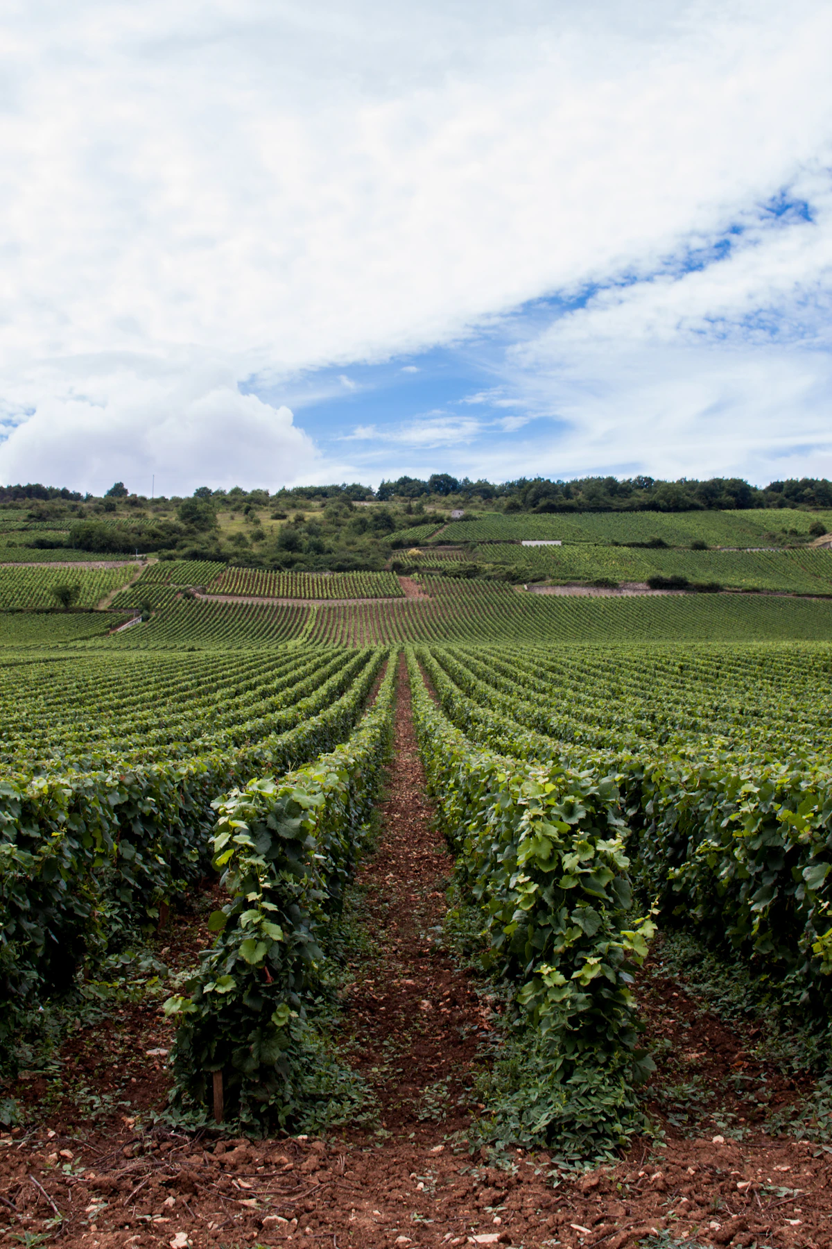 Côte de Nuits