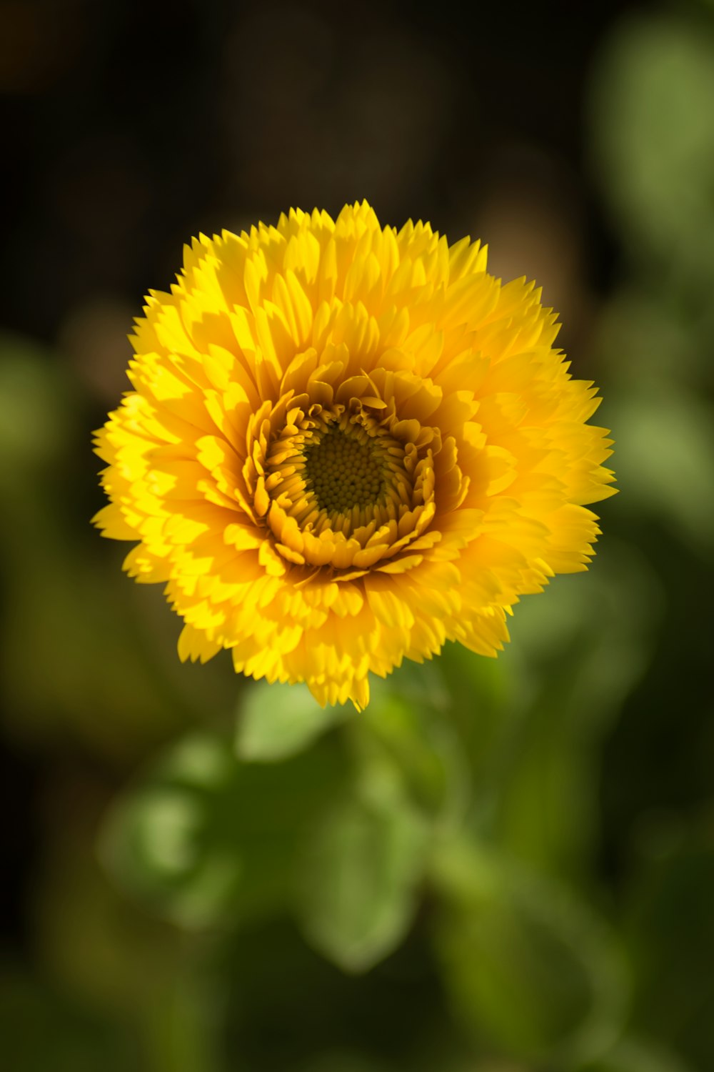 yellow flower in tilt shift lens