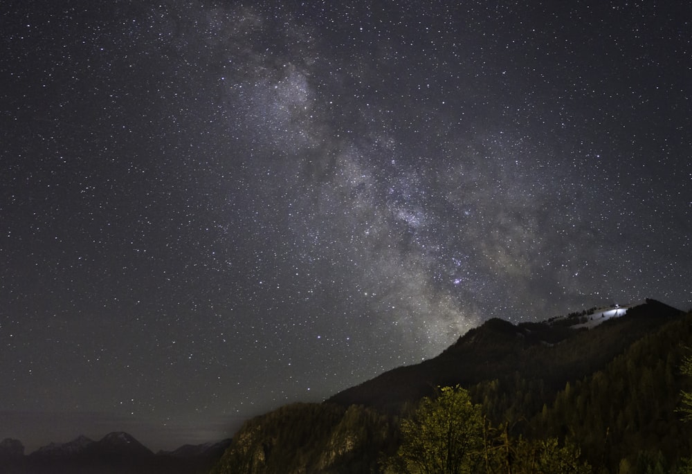 green trees on mountain under starry night