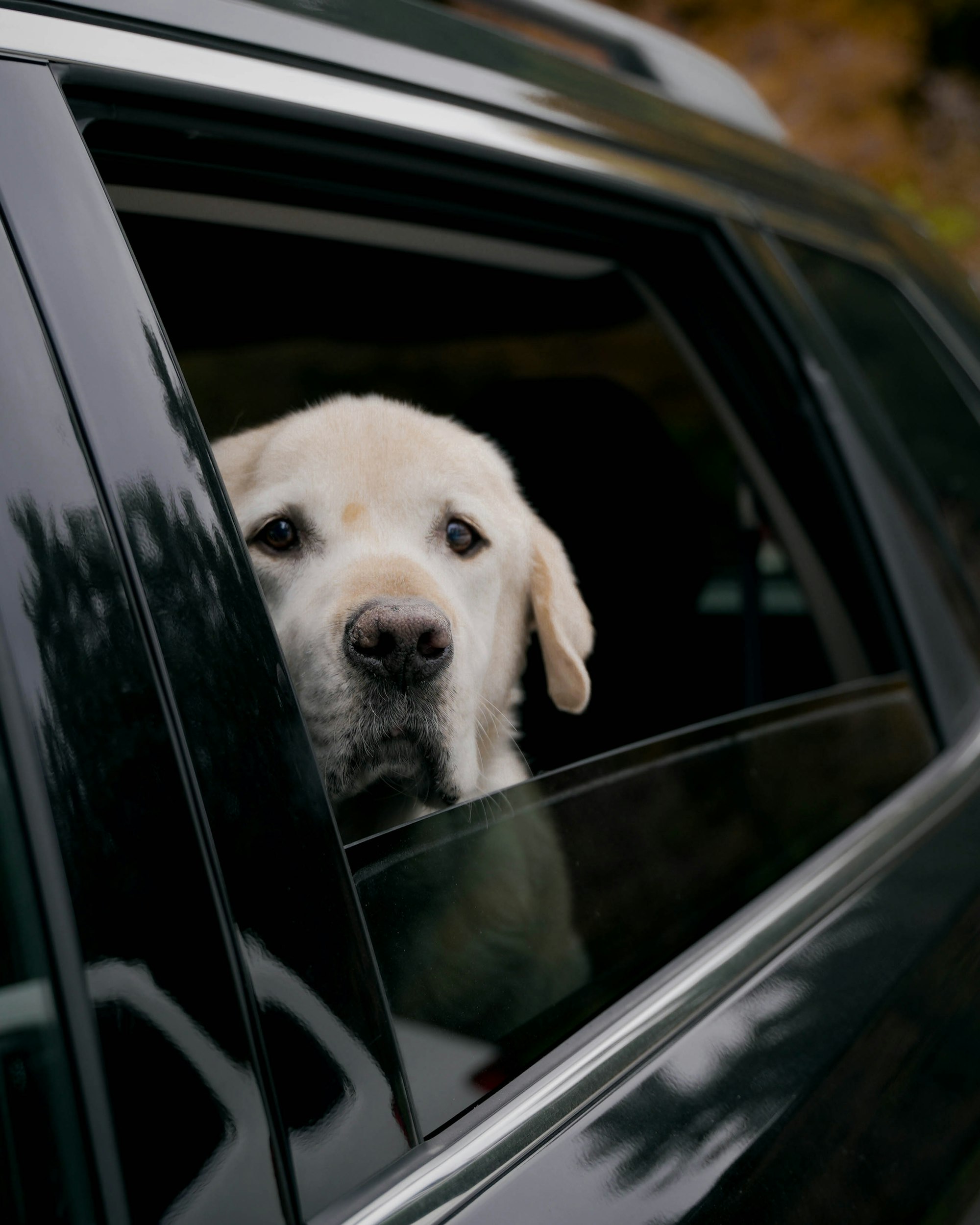 dog looking through car window