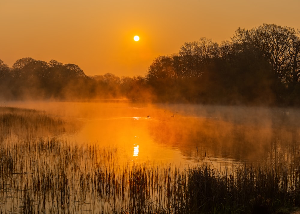 green trees beside lake during sunset