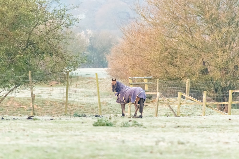 brown horse running on green grass field during daytime