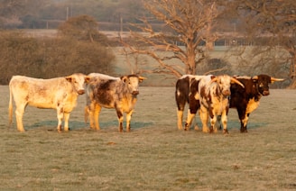 Five cattle with prominent horns stand in a grassy field. Their coats are a mix of white, gray, and brown patches. The background consists of sparse trees and a landscape extending into the distance under a soft, golden light.