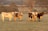 Five cattle with prominent horns stand in a grassy field. Their coats are a mix of white, gray, and brown patches. The background consists of sparse trees and a landscape extending into the distance under a soft, golden light.