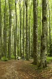 people walking on pathway between trees during daytime