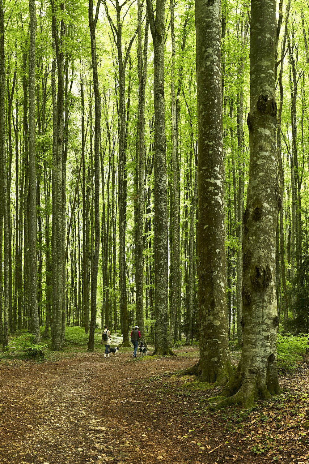 people walking on pathway between trees during daytime