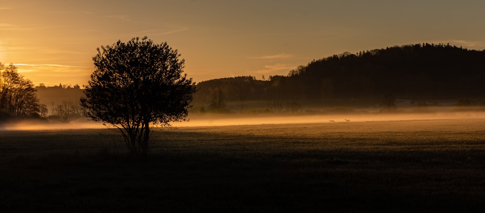 green tree on green grass field during sunset