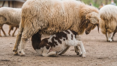 A baby lamb is nursing from its mother sheep, surrounded by other sheep in a farm-like setting. The lamb has a mix of white and dark brown fur, while the mother's wool is thick and beige. The ground is dirt and there is a blurred background with more sheep.