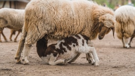 A baby lamb is nursing from its mother sheep, surrounded by other sheep in a farm-like setting. The lamb has a mix of white and dark brown fur, while the mother's wool is thick and beige. The ground is dirt and there is a blurred background with more sheep.