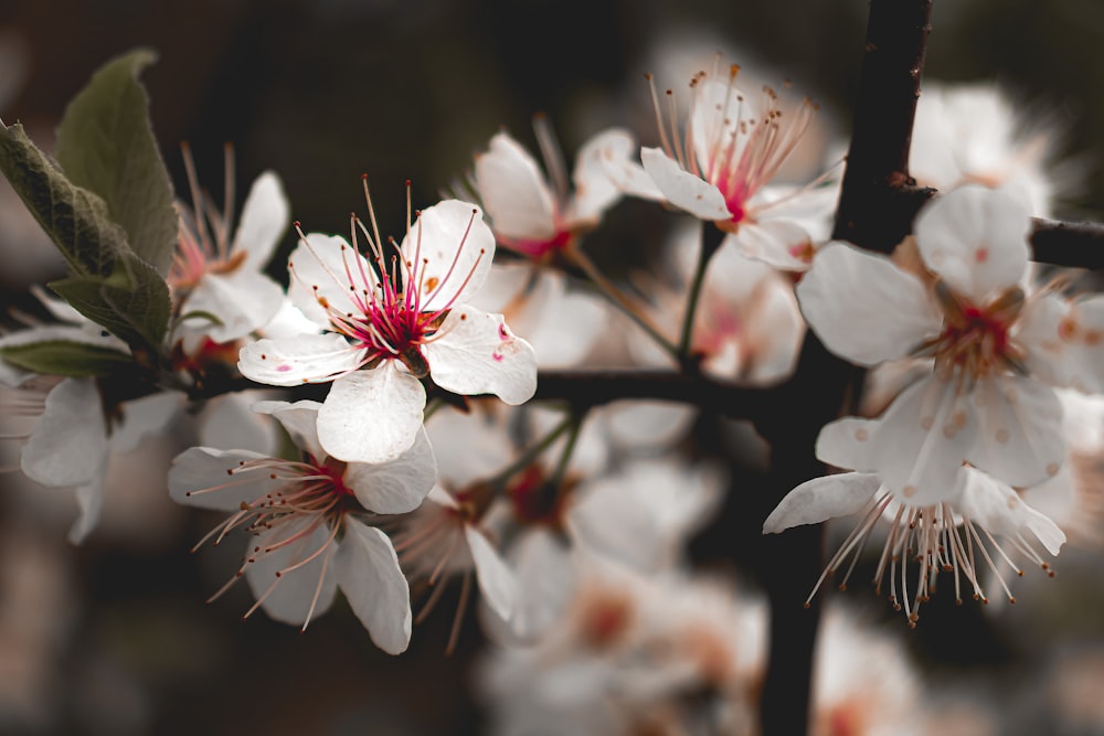 white cherry blossom in close up photography