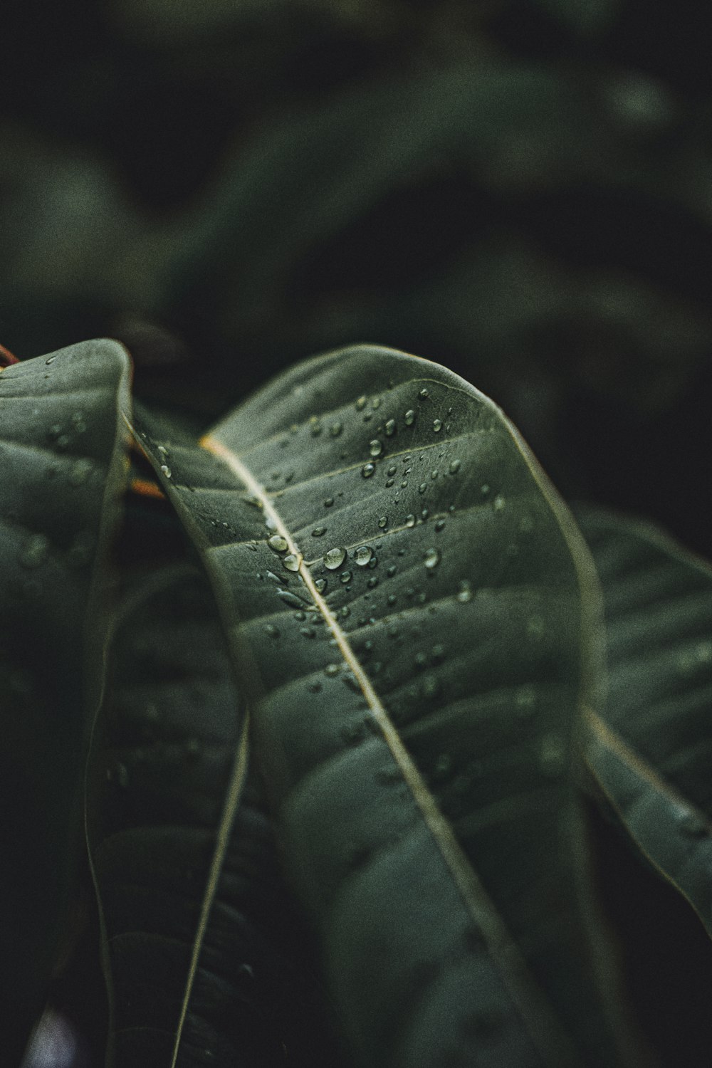 green leaf plant in close up photography