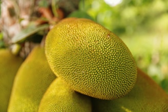 green and yellow fruit in close up photography