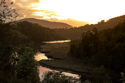green trees near lake during daytime