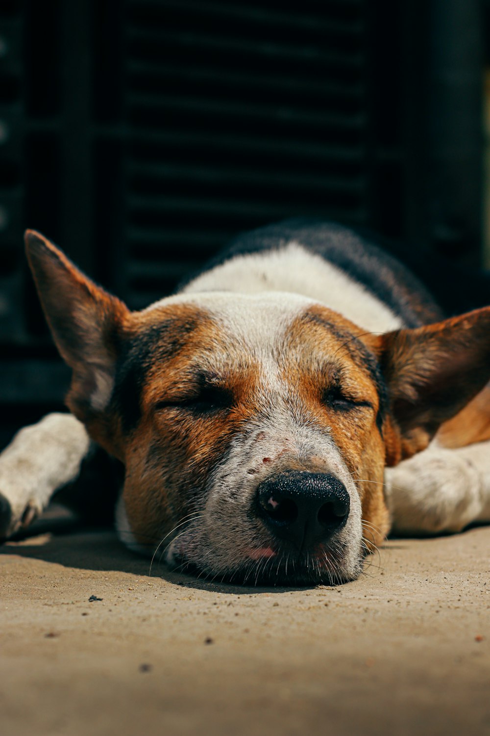 white and brown short coated dog lying on brown sand during daytime