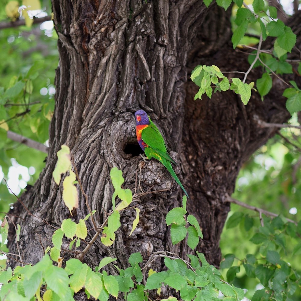 green blue and red bird on brown tree branch during daytime