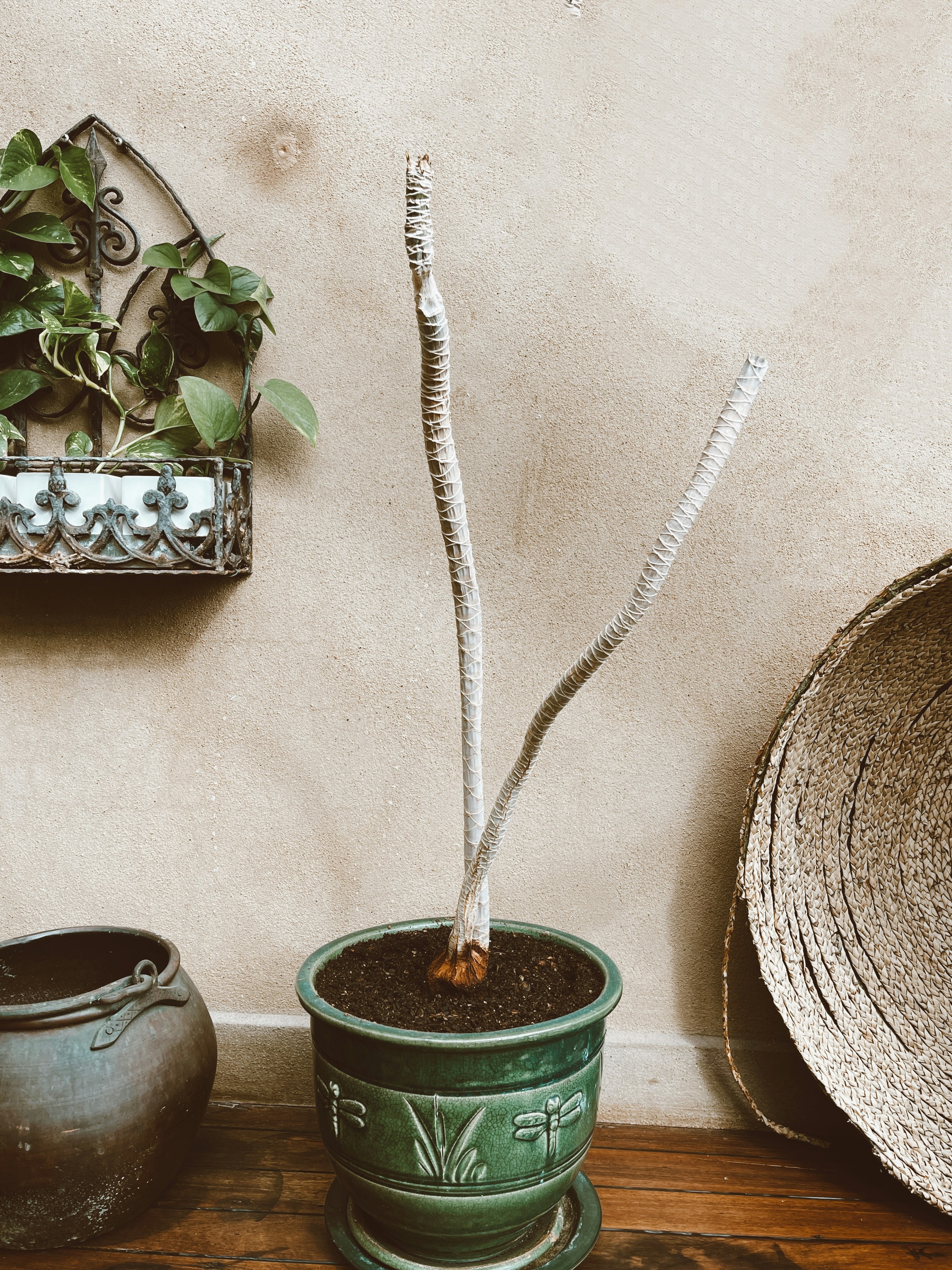 Exotic Indoor Plants