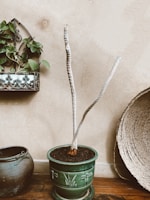 An indoor setting features a potted plant with long, bare stems in a green ceramic pot placed on a wooden floor. A decorative wall planter with green foliage hangs on the left, while a woven basket leans against the wall on the right. A dark ceramic pot is visible on the floor.