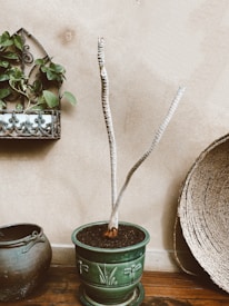 An indoor setting features a potted plant with long, bare stems in a green ceramic pot placed on a wooden floor. A decorative wall planter with green foliage hangs on the left, while a woven basket leans against the wall on the right. A dark ceramic pot is visible on the floor.