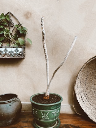 An indoor setting features a potted plant with long, bare stems in a green ceramic pot placed on a wooden floor. A decorative wall planter with green foliage hangs on the left, while a woven basket leans against the wall on the right. A dark ceramic pot is visible on the floor.
