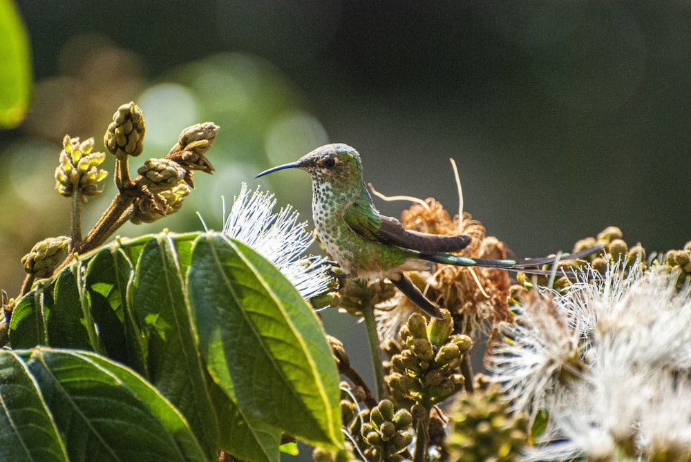 green and brown bird on green plant during daytime