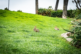 brown rabbit on green grass field during daytime