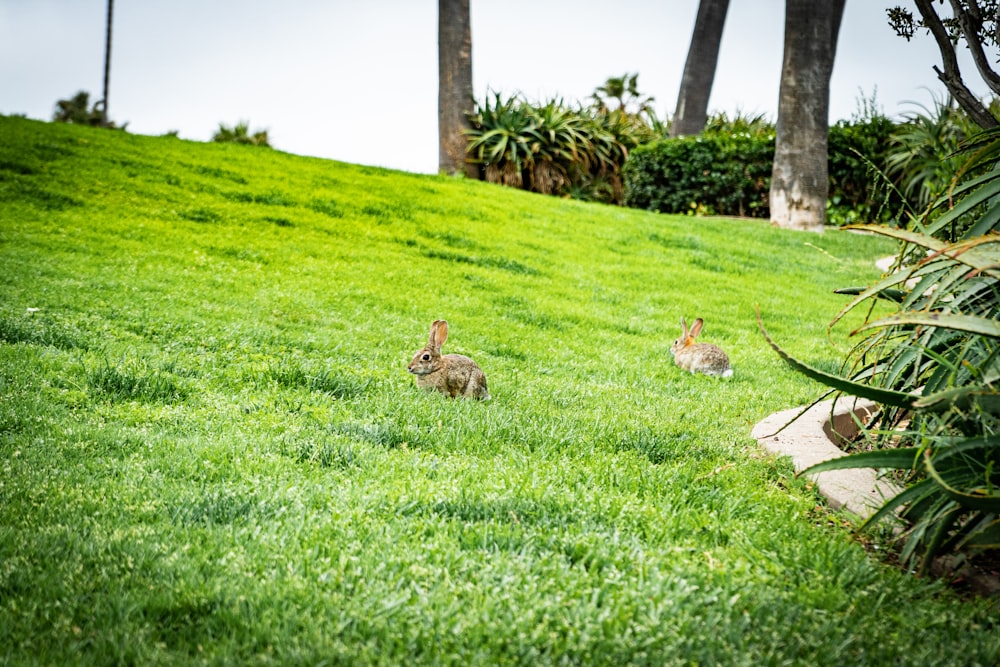 coniglio marrone sul campo di erba verde durante il giorno