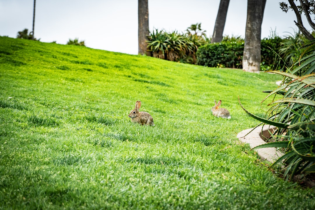 brown rabbit on green grass field during daytime