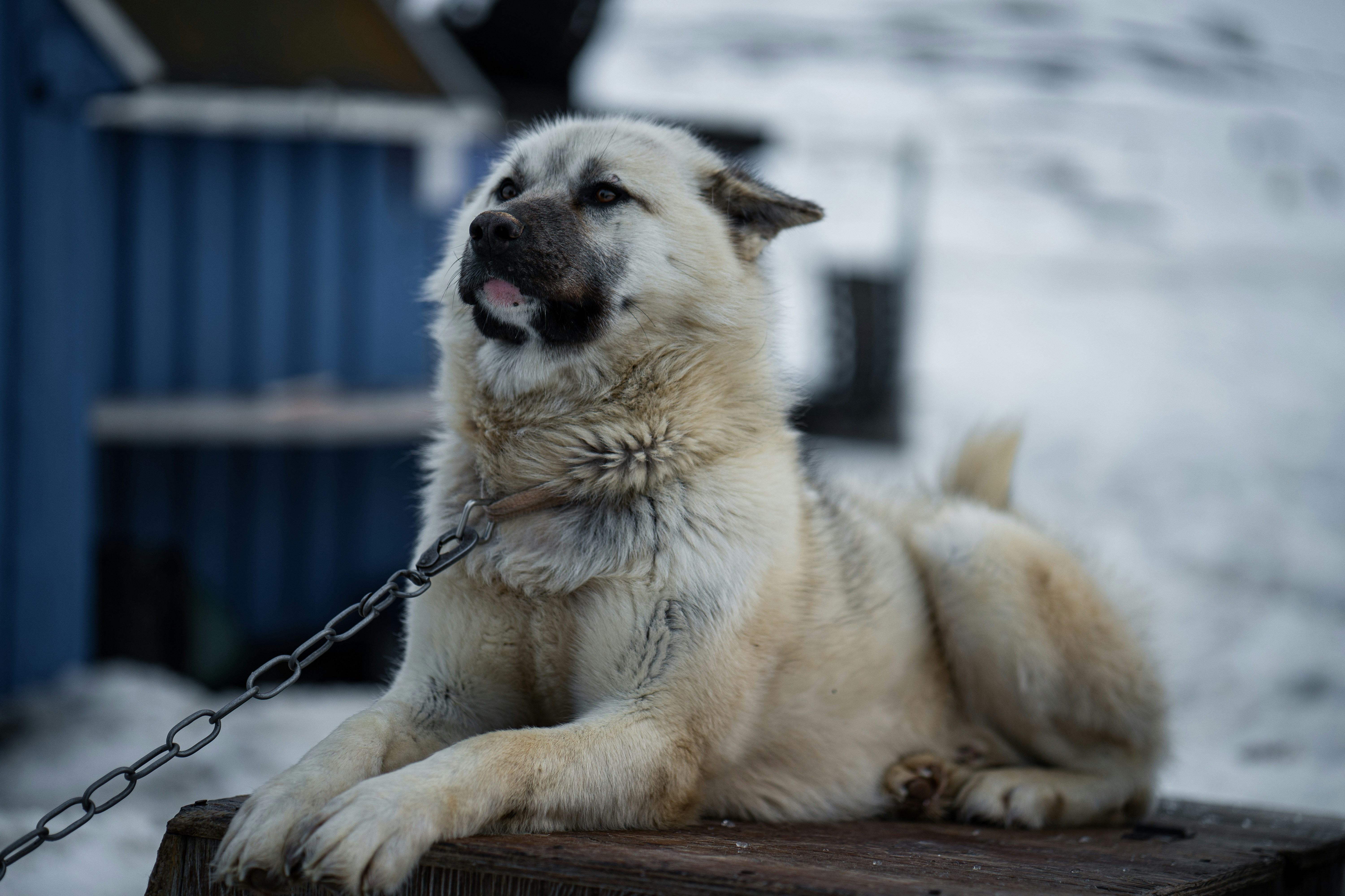Nordic Dog Shows