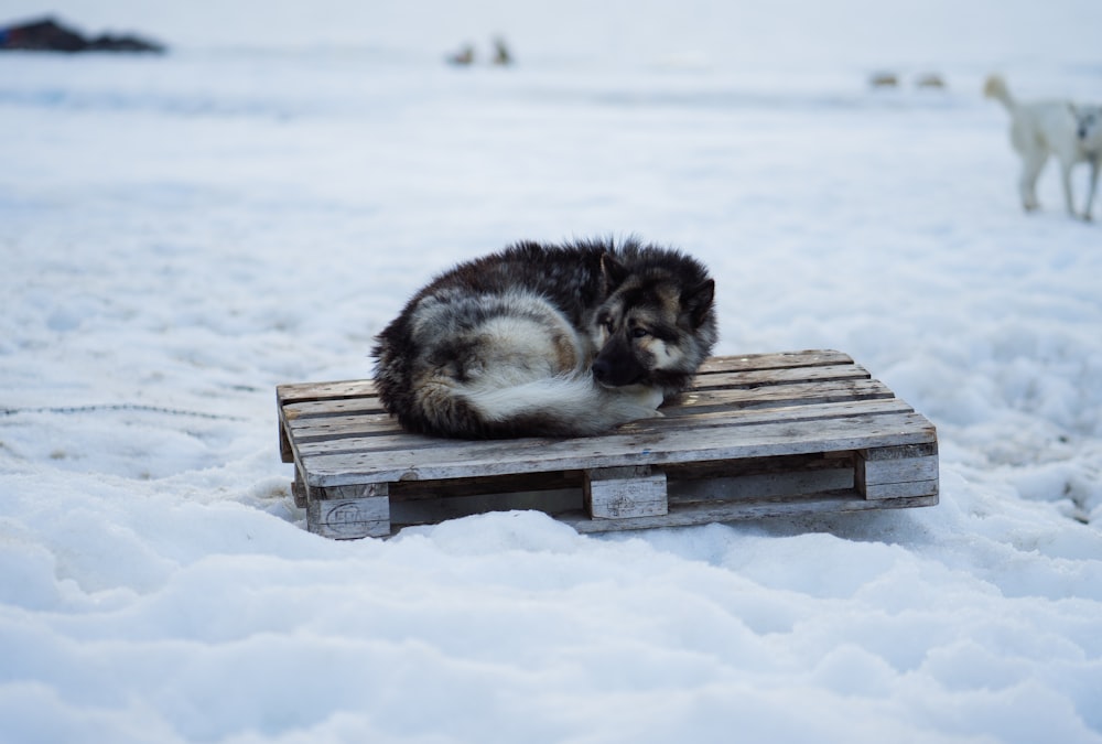 white and black siberian husky lying on brown wooden bench during daytime