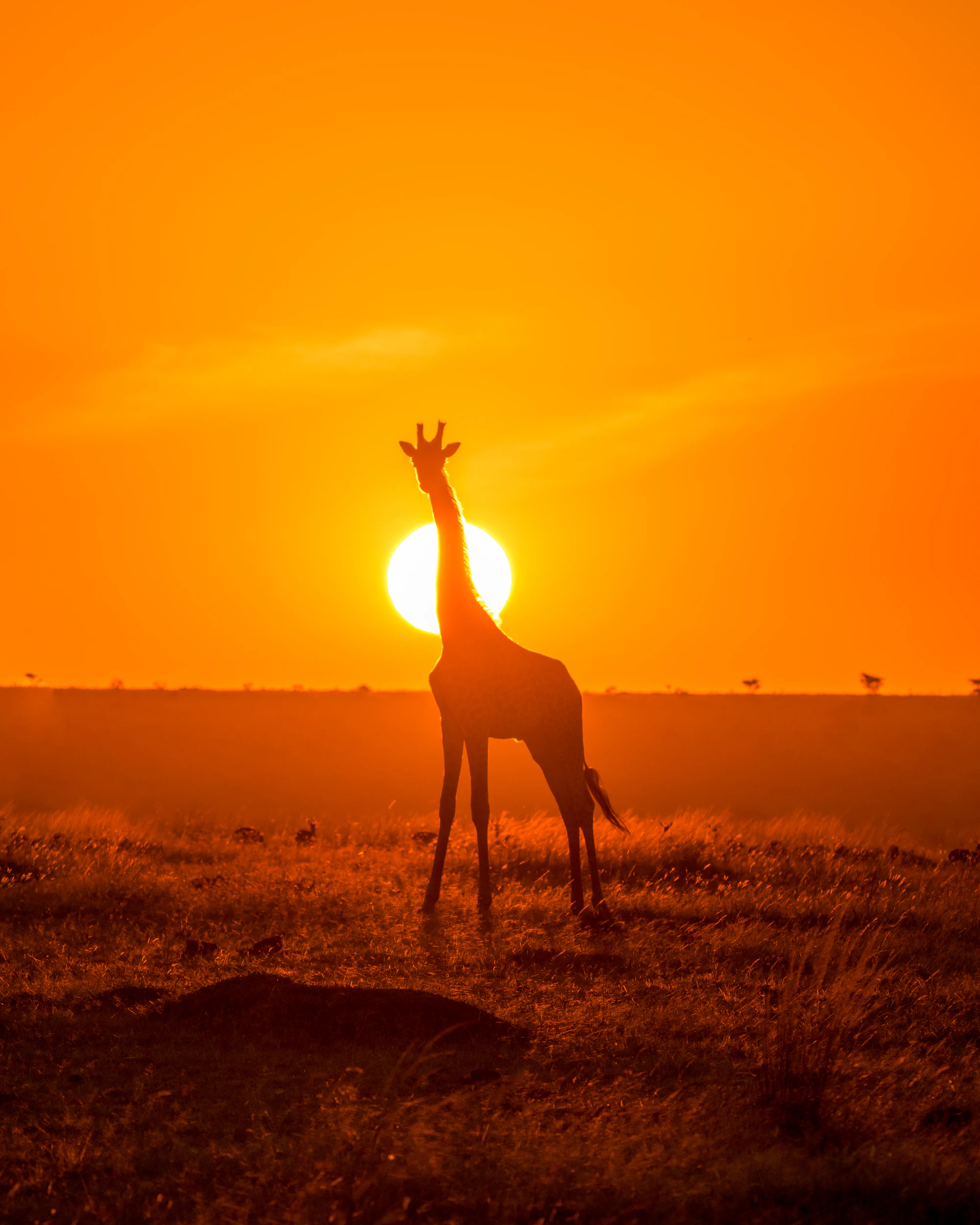 Herd on the Mara at dusk