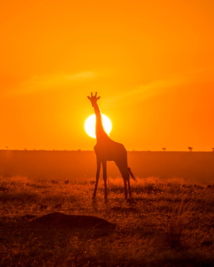 Nairobi, Masai Mara & Lake Naivasha Highlights — Kenya