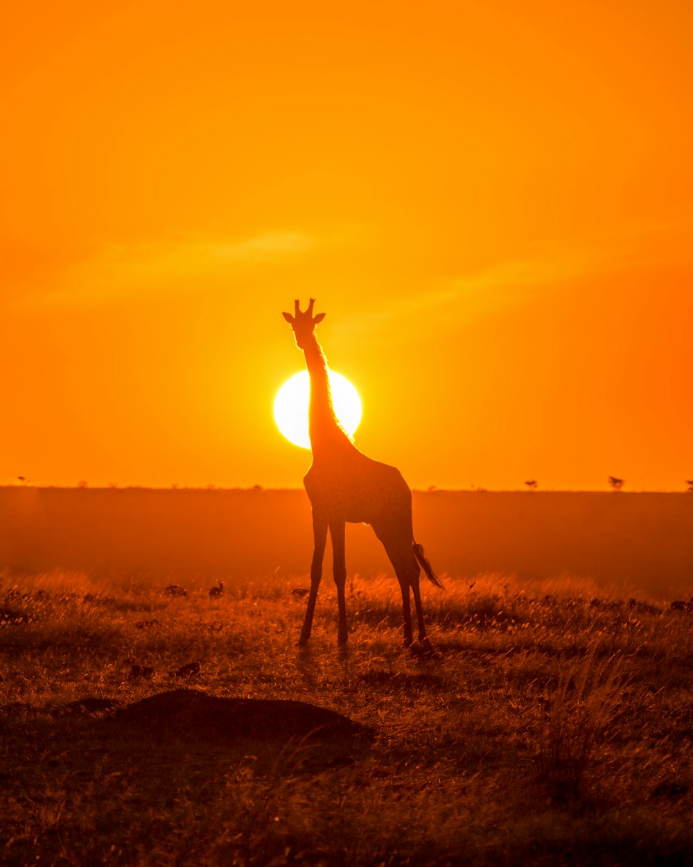 Silhouette de girafe sur un champ brun au coucher du soleil