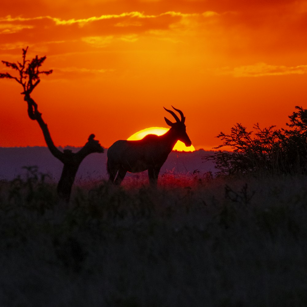 silhouette of deer on grass field during sunset