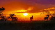 silhouette of deer on grass field during sunset