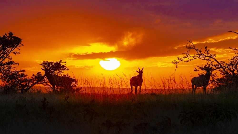 Silueta de ciervos en campo de hierba durante la puesta de sol