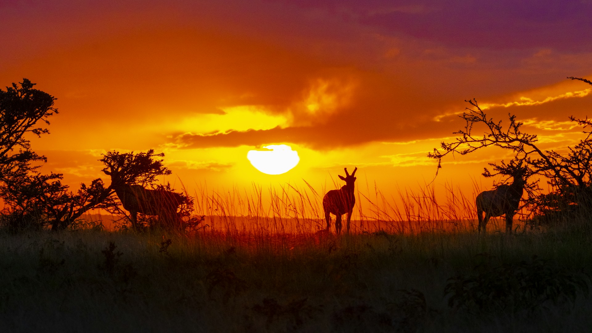 silhouette of deer on grass field during sunset