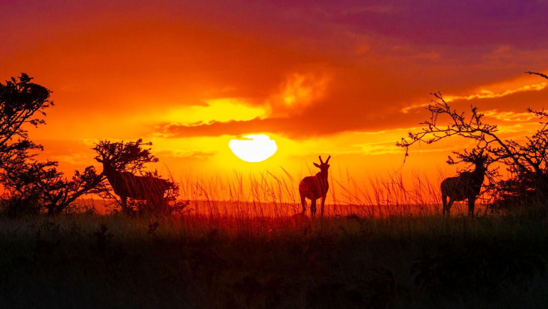 silhouette of deer on grass field during sunset,