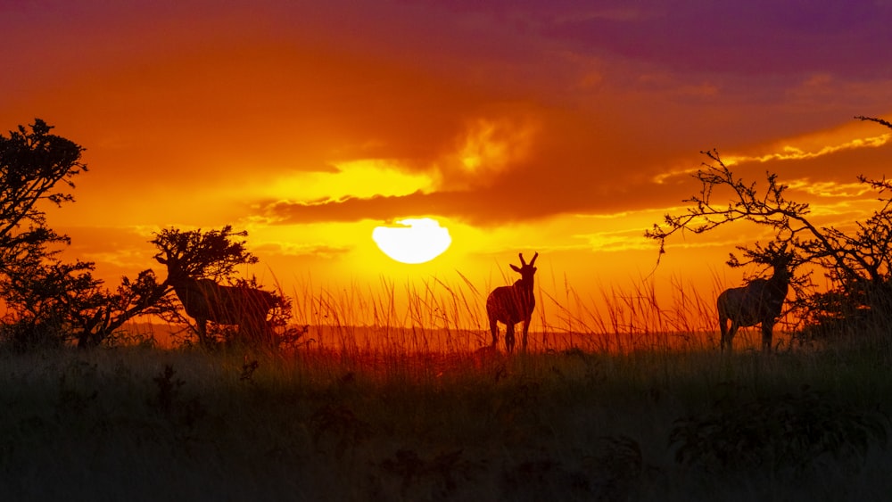 silhouette of deer on grass field during sunset