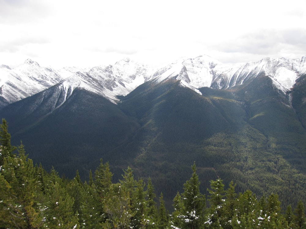 green trees near snow covered mountain during daytime